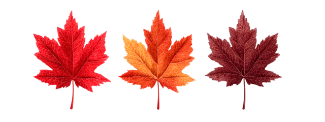 Maple leaf icon. Canada flag sign. Red maple leaves vector illustration. National Canadian emblem. Autumn fall symbol. Maple silhouette.