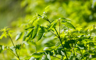 Obraz premium A green leafy tree with a green stem