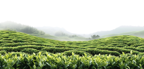 Sunlit green tea plantation with curved bush rows and morning misty hills, isolated on transparent cutout background