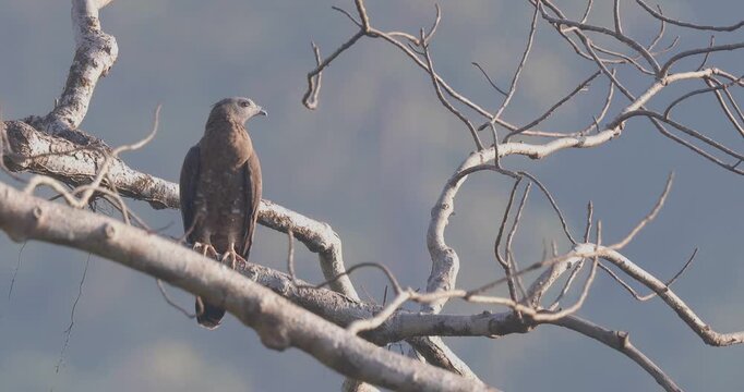 Crested Honey Buzzard Perched on Tree Basking in Morning Sun takes off &ndash; Indian Forest Wildlife