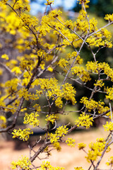 Close-up of yellow Shan zhu yu flowers blooming in early spring.
