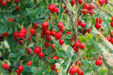 Obraz premium A tree with red berries on it