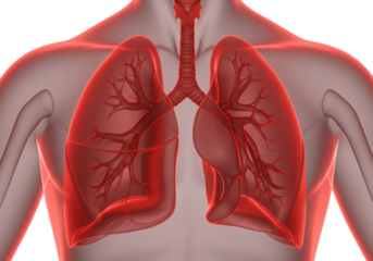 Isolated View of Human Lungs and Trachea Anatomy with Bronchi, for Medical Illustration