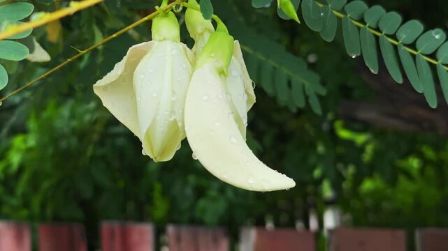 White agasta flower on tree.