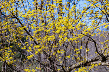 Yellow shan zhu yu flowers blooming against the blue sky in early spring.