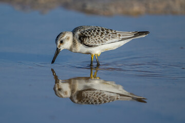 Little Stint (Calidris minuta) feeding at salt lake in soft morning light with reflection in water
