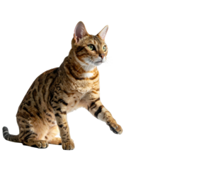 A spotted cat sitting, extending a paw with amber eyes, against a black backdrop