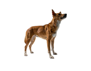 Tan and white dog stands alert on a black background, looking upwards
