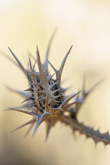 close up of thistle 