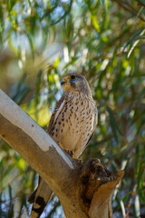 kestrel on a branch 