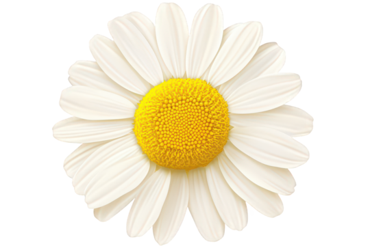 Isolated White Daisy Flower with Bright Yellow Center in Full Bloom on Transparent Background Perfect for Nature Themed Design Projects and Springtime Graphics with Detailed Petal Texture