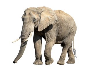 Side view of a large African elephant walking, fully body isolated on black