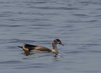 Egyptian Goose out on a lake 