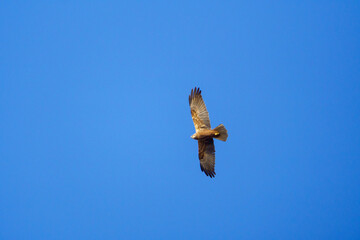 osprey in flight
