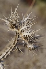 Obraz premium dry thistle flower