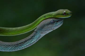 A striking photo of two pit vipers: one vibrant green with red eyes coiled on a branch, and one turquoise-blue with pale eyes stretching below, 01 October 2025 Indonesia