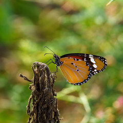 butterfly on leaf