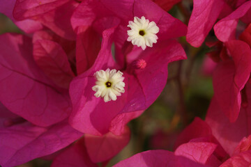 pink and white flower