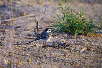 White wagtail