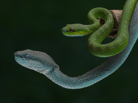 A striking photo of two pit vipers: one vibrant green with red eyes coiled on a branch, and one turquoise-blue with pale eyes stretching below, 01 October 2025 Indonesia