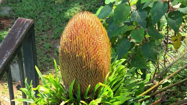 Banksia menziesii in the garden