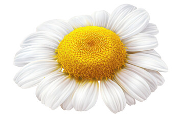 Detailed White Petaled Flower with Yellow Center on Transparent Background Flower Blossom Macro Close Up Detailed Floral Anatomy Petals and Reproductive Parts Floral Design Element