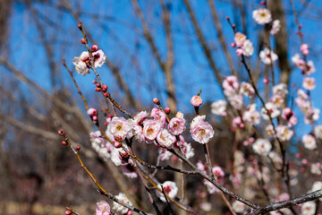 Beautiful Japanese apricot blossoms that bloom in early spring ‘Awaji’.