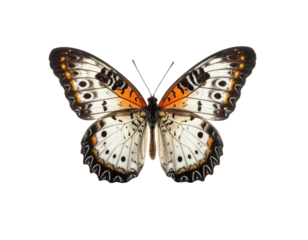 Butterfly with intricate patterned wings, orange accents, and black outlines, isolated