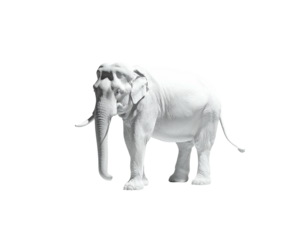 White elephant stands majestically isolated on a stark black background
