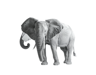 A grayscale elephant stands isolated against a black background, facing forward