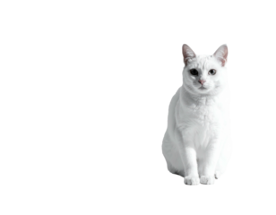 A pristine white cat sits gracefully, isolated against a stark black background