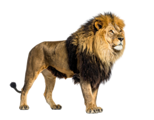 Majestic male feline stands proud, boasting a thick mane, facing right, against black