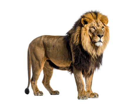 Majestic male lion stands proudly, a magnificent mane framing his alert face