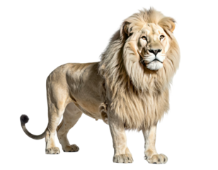 Majestic, white-furred lion with a flowing mane, standing in full view