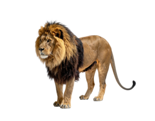 A regal lion stands proudly, showcasing a magnificent mane against a black backdrop