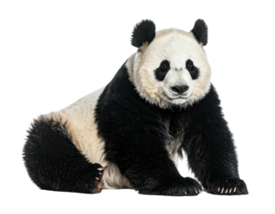 A large panda bear sits facing forward, showcasing black and white fur