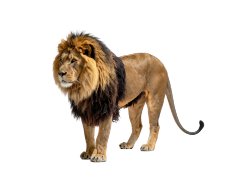 A regal lion stands proudly, showcasing a magnificent mane against a black backdrop