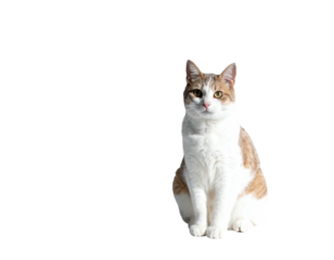 A seated, relaxed cat, white chest and legs, orange and grey markings, against black