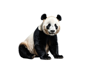 A giant panda sits, looking forward, with black and white fur