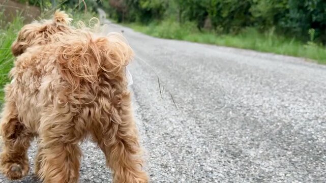 Cute Small Dog Exploring a Quiet Paved Street with Greenery &ndash; Off-Leash Pet.