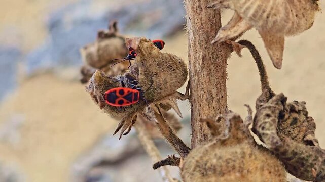 Macro close-up of firebugs on dried hollyhock seed pods, showing their red and black patterns against the textured plant.