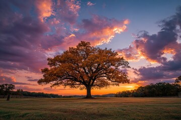 Fototapeta premium Autumnal tree silhouetted against vibrant sunset