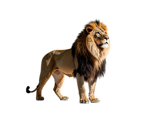 Obraz premium A regal male big cat with a majestic mane and golden fur, isolated on black