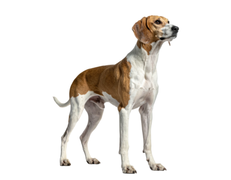 Standing canine, mostly white fur, brown patches, looking alert with a black background