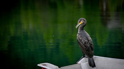 High resolution color image of a single adult Cormorant bird perching on the edge of the beautiful peaceful lake of Champex Lac Switzerland part of the famous TMB- Tour du Mont Blanc trail. 