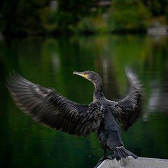 High resolution color image of a single adult Cormorant bird perching on the edge of the beautiful peaceful lake of Champex Lac Switzerland part of the famous TMB- Tour du Mont Blanc trail. 
