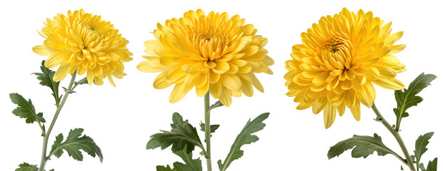 High-resolution image of three vibrant yellow chrysanthemum flowers with green stems and leaves, isolated on transparent background for design use.

