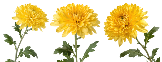 High-resolution image of three vibrant yellow chrysanthemum flowers with green stems and leaves, isolated on transparent background for design use.
