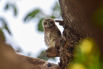 great horned owl
