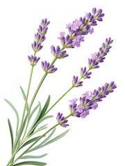 Lavender Flower Stems Isolated on Black Background

